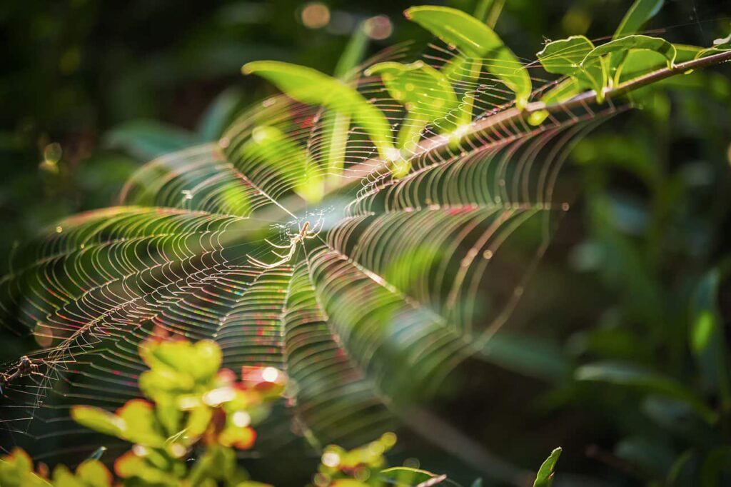 evitar aranhas em casa