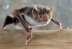 Saúde em Foco: Conheça 5 Doenças Transmitidas por Morcegos