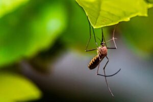 A picada dos mosquitos pode transmitir coronavírus?