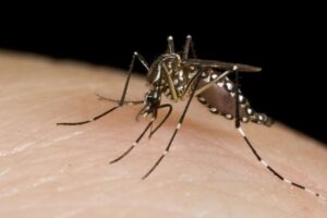 ações de combate à dengue