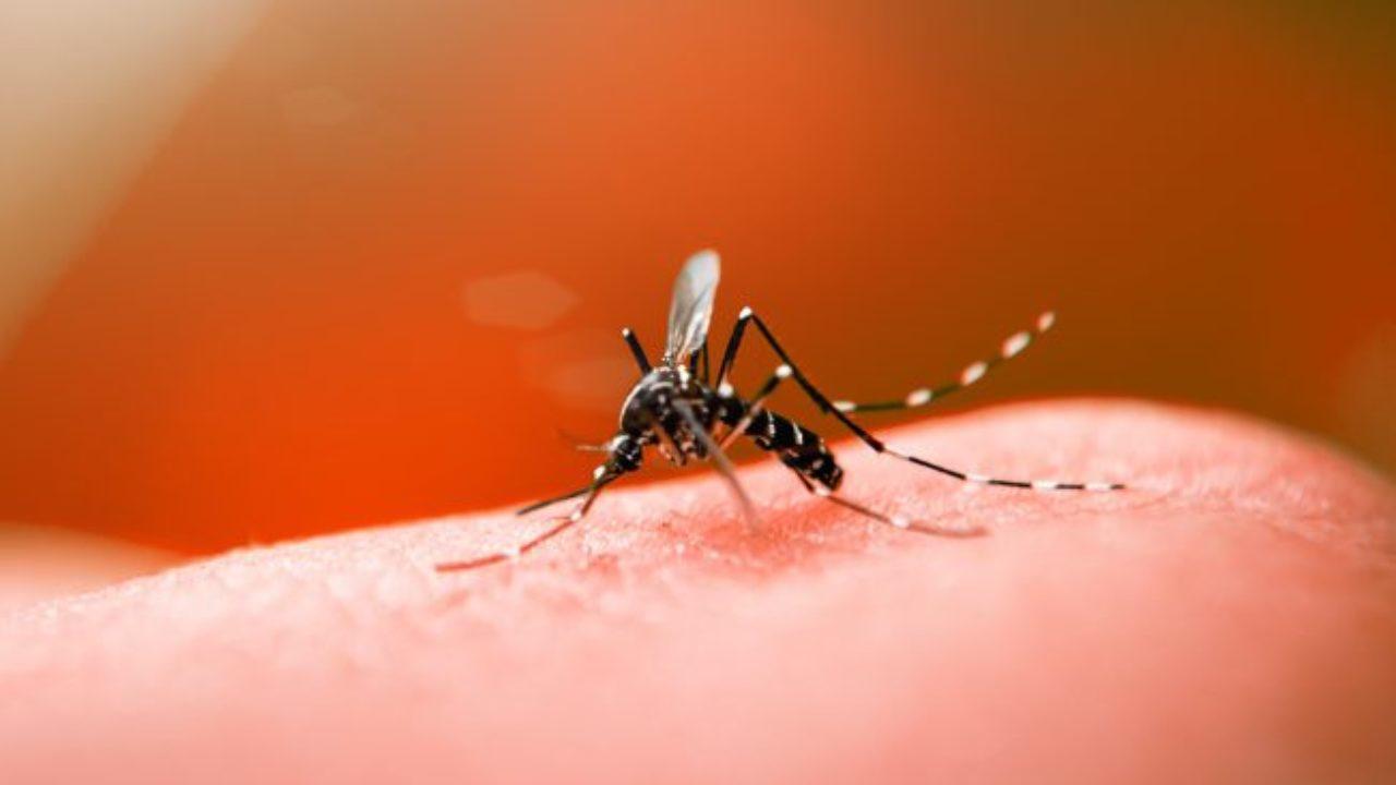 Tudo sobre o mosquito da dengue - Confira! - BR Control