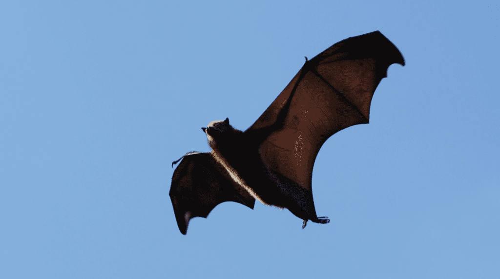 Importancia dos morcegos 1
