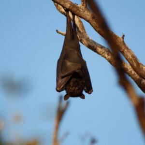 Importância dos morcegos