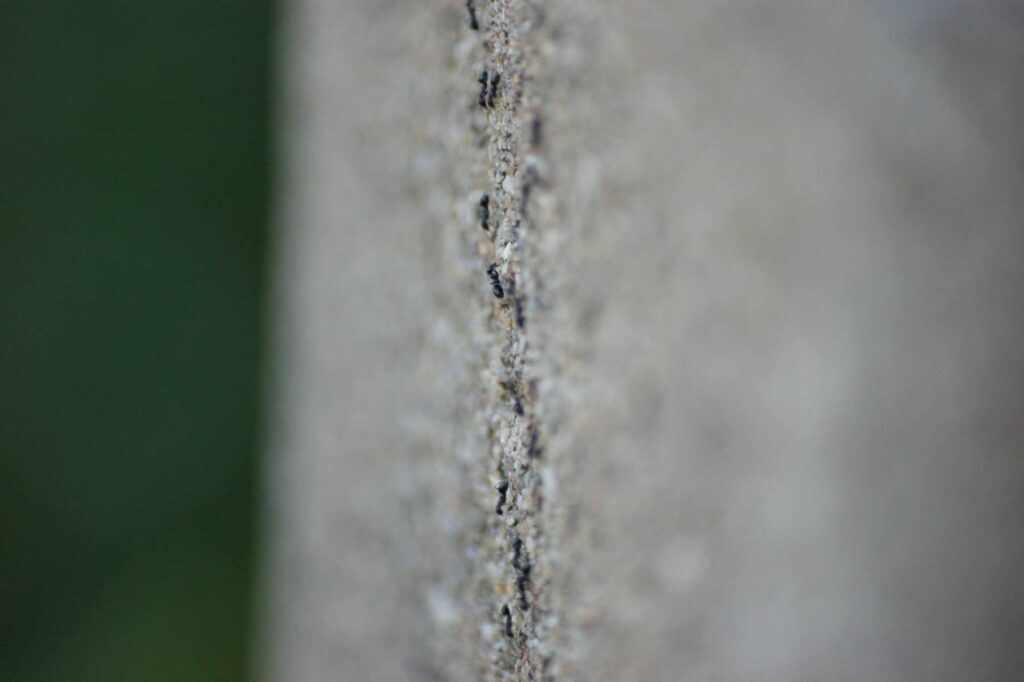 Se você ver uma formiga em sua cozinha, pode ter certeza de que há muitas outras, não muito longe dali (Foto: Michael Scott | Flickr CC)