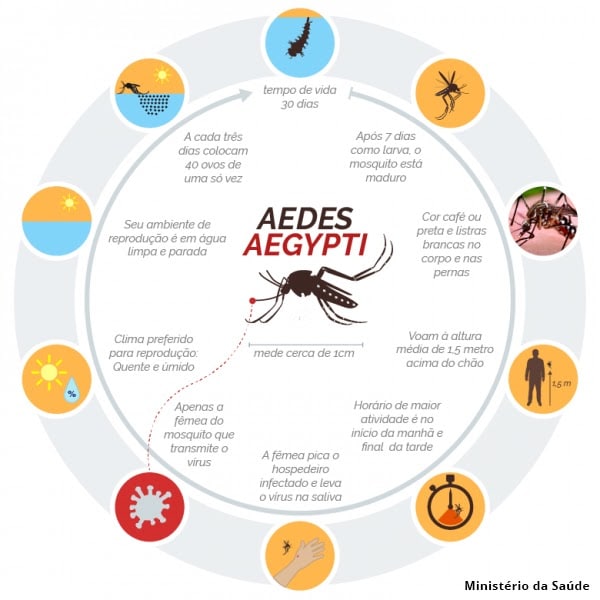 ciclo aedes aegypti foto ministerio da saude