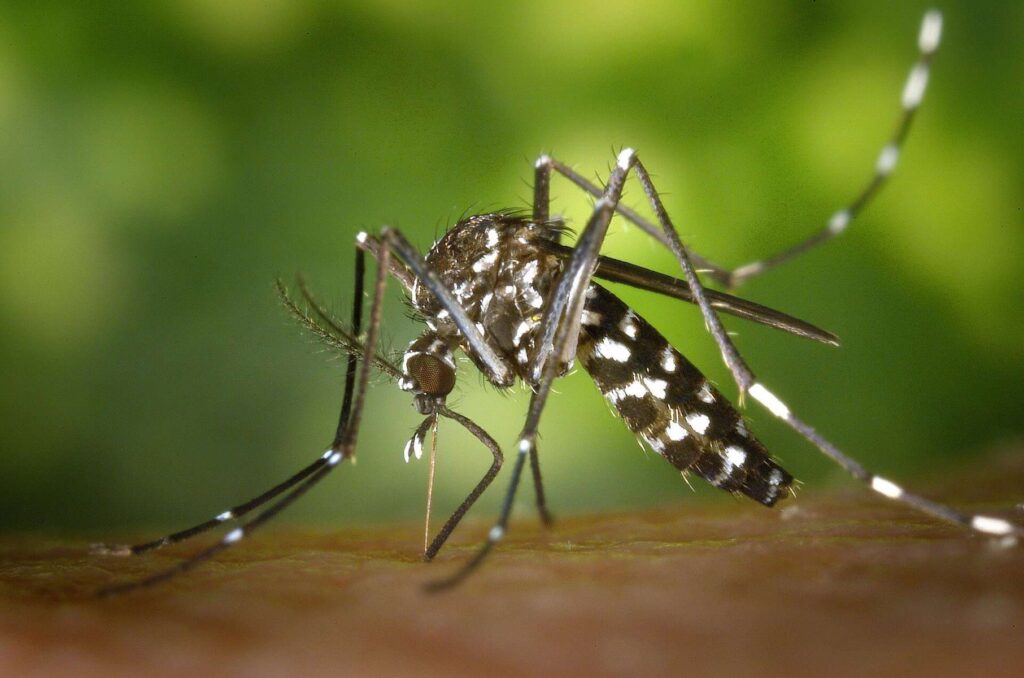 mosquito da dengue foto pxhere