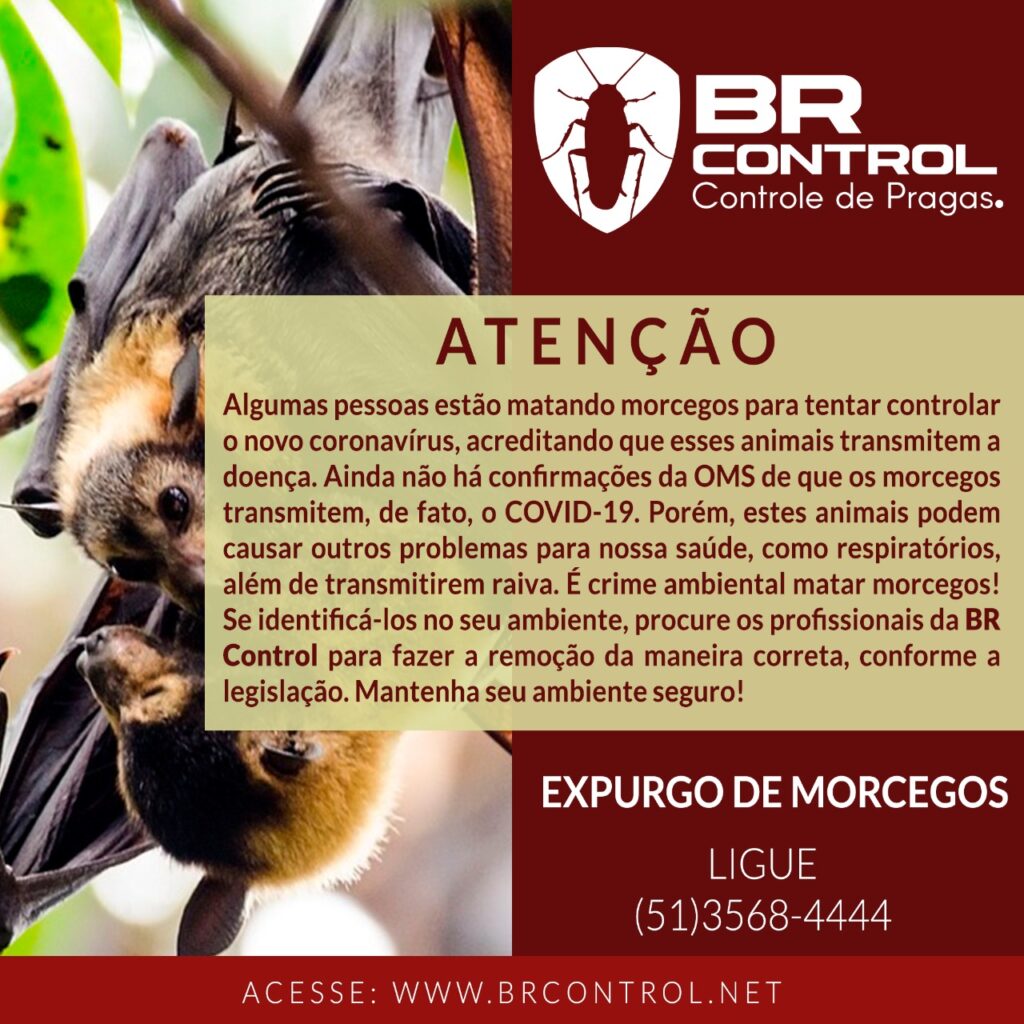 card morcegos coronavirus fonte br control