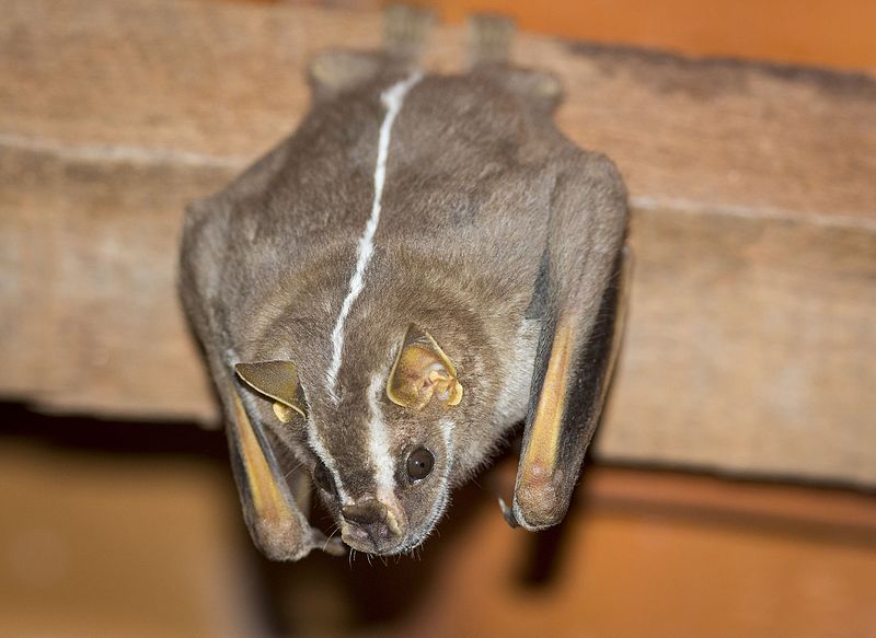 morcego foto wikipedia