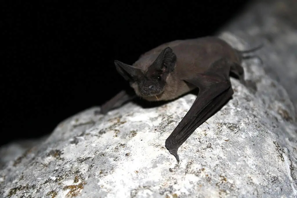 Saúde em Foco: Conheça 5 Doenças Transmitidas por Morcegos