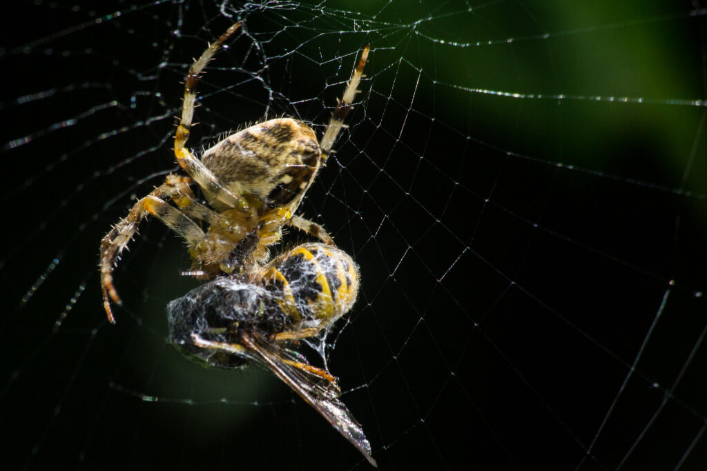 aranha comendo inseto foto peter taylor flickr cc