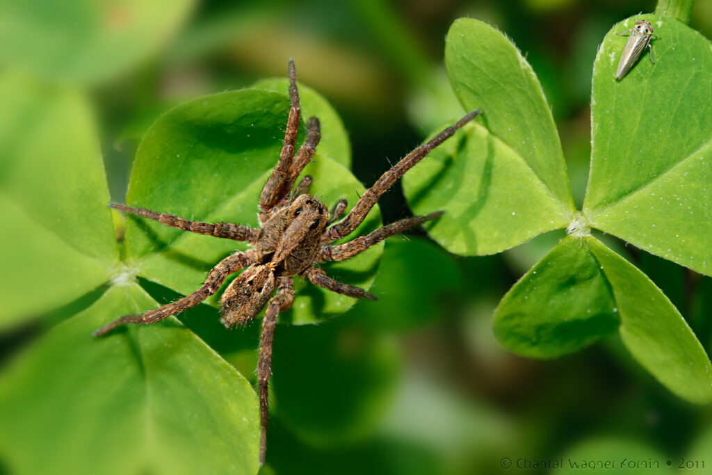 aranha de jardim foto chantal wagner kornin flickr cc