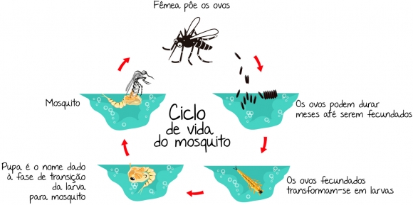 ciclo nascimento pernilongo