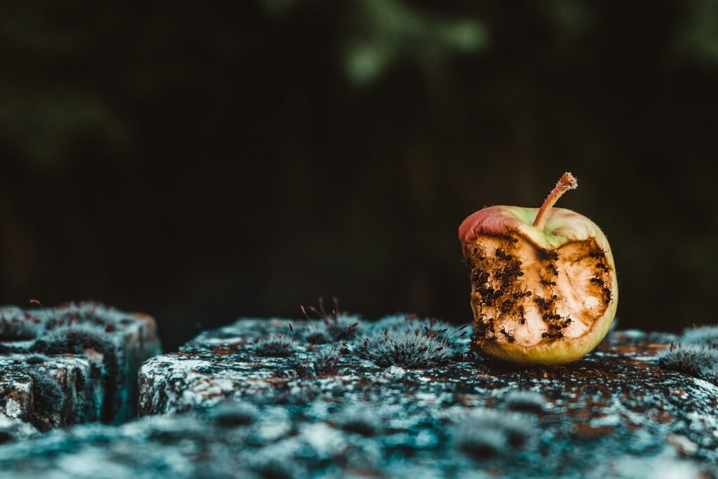 maca comida formiga foto unsplash