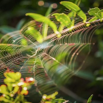 evitar aranhas em casa